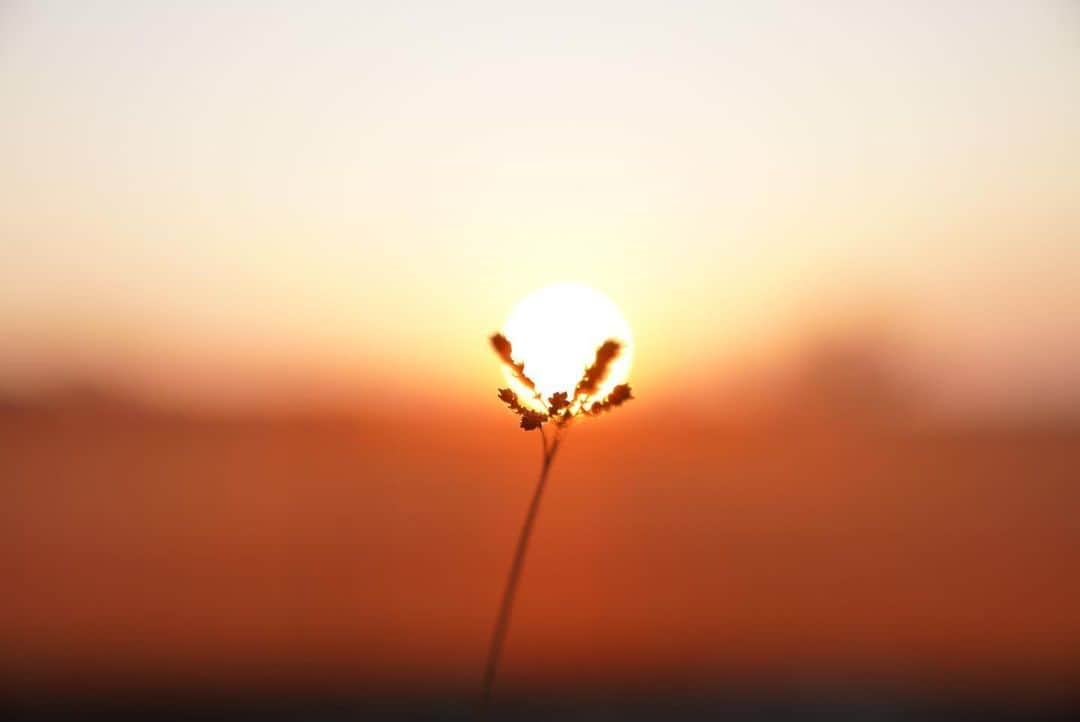 いぶくろ聖志さんのインスタグラム写真 - (いぶくろ聖志Instagram)「夜明け  #camera #japan #photography  #写真 #dawn #夜明け」2月21日 8時55分 - b.smpl