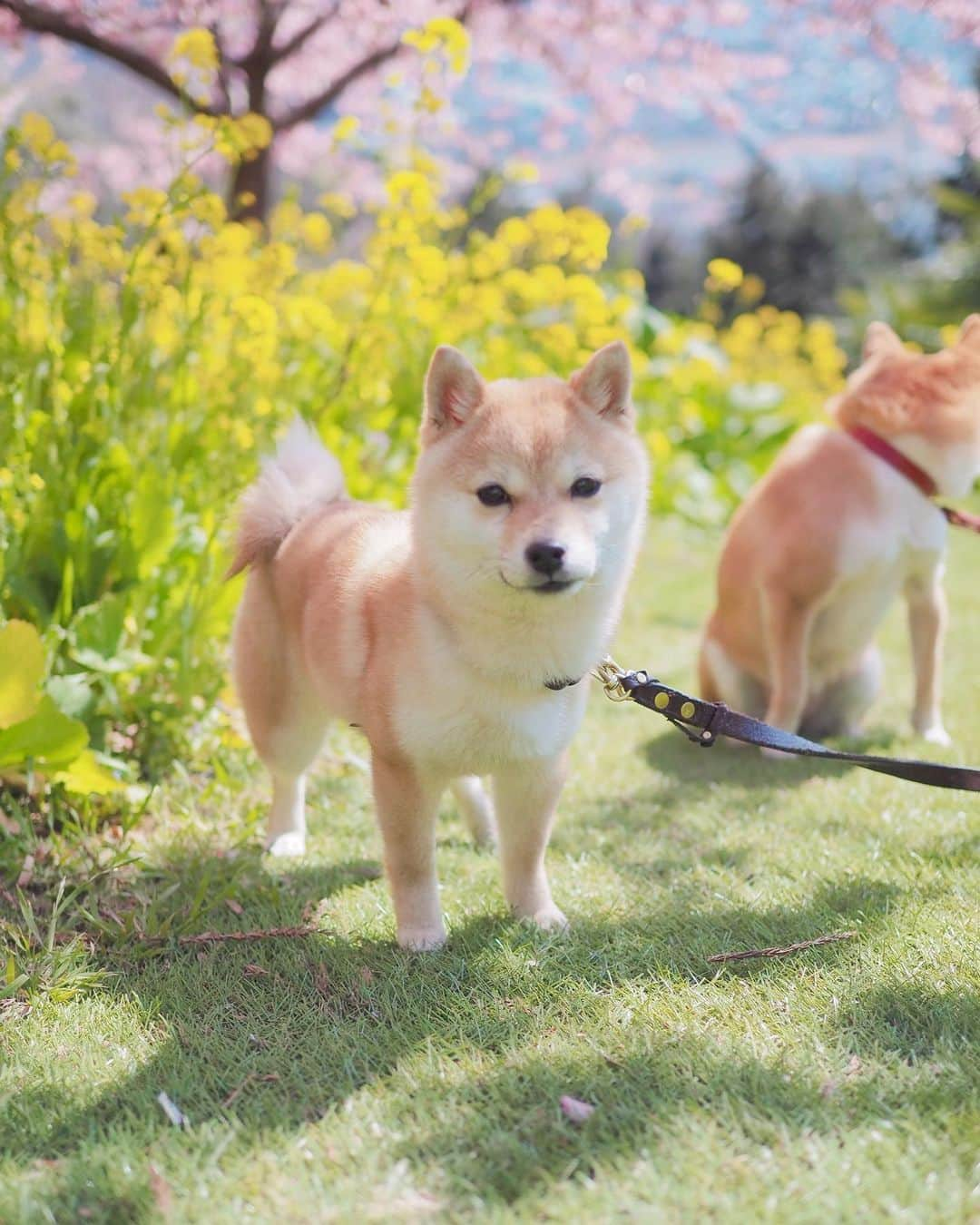 豆柴にこちゃんさんのインスタグラム写真 - (豆柴にこちゃんInstagram)「🌸 おはよー 昨日のお花見　続き。 #あぐりパーク嵯峨山苑  編。  たま、にっこにこ😆 桜と菜の花の天国や〜  4枚目はダイジェストだけど 動画最後のたまのNGショットまで見てね。  あぐりパークは、西平畑公園からさらに 15ー20分くらい山を登るのだけど、 西平畑より人少なめで桜と菜の花がぎっしりで 絶対ここまできた方がよい❣️  でも行くまでの坂道がかなりしんどいので 体力ない人は注意😂 たまは上りも下りもよく走るので 脚ガクガクになったよ😂今朝も体が痛い💦  あと、中でお弁当食べてる人が結構いて、 うちもおにぎりくらい持っていけばよかったなぁ🍙 桜見ながらのごはんは最高かと🤤  でもこの後移動して食べたご飯 もおいしかったのでまぁよし✨  つづく‼️  #河津桜 #柴犬#豆柴#pecoいぬ部#犬#shibastagram#petstagram#犬#犬のいる暮らし#shibainu#dog#mameshiba#pecotv#いぬのきもち部#しばいぬ#しばけん#こいぬ#シバイヌ#狗#ペット#子犬#puppy#pet#시바견#강아지#개#instacute#barked#9gag#9gagpets」2月21日 8時59分 - nikochan.mame48