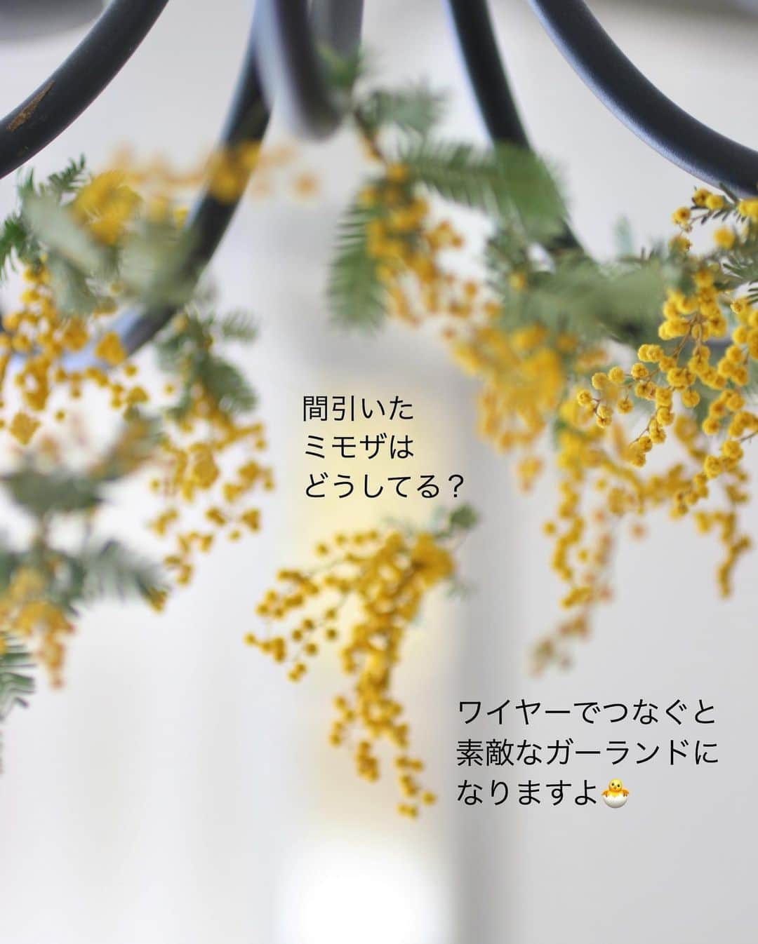 雑誌『花時間』さんのインスタグラム写真 - (雑誌『花時間』Instagram)「おはようございます。もうすぐ、あの日がやってきますね。﻿ ﻿ ３月８日は﻿ ミモザの日。﻿ ﻿ 国際女性デーのこの日。﻿ イタリア🇮🇹では﻿ 家族や友人、同僚、恋人…﻿ みーんなにミモザを贈り、﻿ 愛と感謝を伝える風習があります。﻿ ﻿ 日本でも最近、﻿ 真似っこして やってますよね。  そして、 インスタでも﻿ ３月８日は﻿ ミモザだらけ（笑）﻿ ﻿ 昨年は前年の台風被害で﻿ あまり出回らなかったミモザちゃん。﻿ 今年はどうなるのかと﻿ いまから気を揉んでいます😅﻿ ﻿ 出会えたら、﻿ 大切な人へも﻿ 差し上げてくださいね。﻿ ﻿ あの甘い香りと﻿ 輝くような花を﻿ 独り占めにするのは﻿ ダメダメーーーですよ（笑）﻿ ﻿ ミモザは乾燥が苦手です。﻿ ﻿ 見つけたら、 エアコンの風が当たらない場所に﻿ 飾ってくださいね。﻿ ﻿ では、本日も元気smile😊😊😊で﻿ 素敵な休日をお過ごしください。﻿ by ピーターパン﻿ ﻿ ﻿花 @fleurs_de_chocolat   ﻿ #flowers #flowerslovers #flowerstagram #flowerarrangement  #花時間 #花時間2021  #花好き #花藝 #花好きな人と繋がりたい #花が好きな人と繋がりたい #花のある生活 #お花のある暮らし #花を飾る #花を飾る生活  #ミモザ #mimosa  #春よ来い #癒やしの時間  #おうち時間を楽しむ  #ビタミンf #花屋さんへ行こう  ﻿」2月21日 9時01分 - hanajikan_magazine