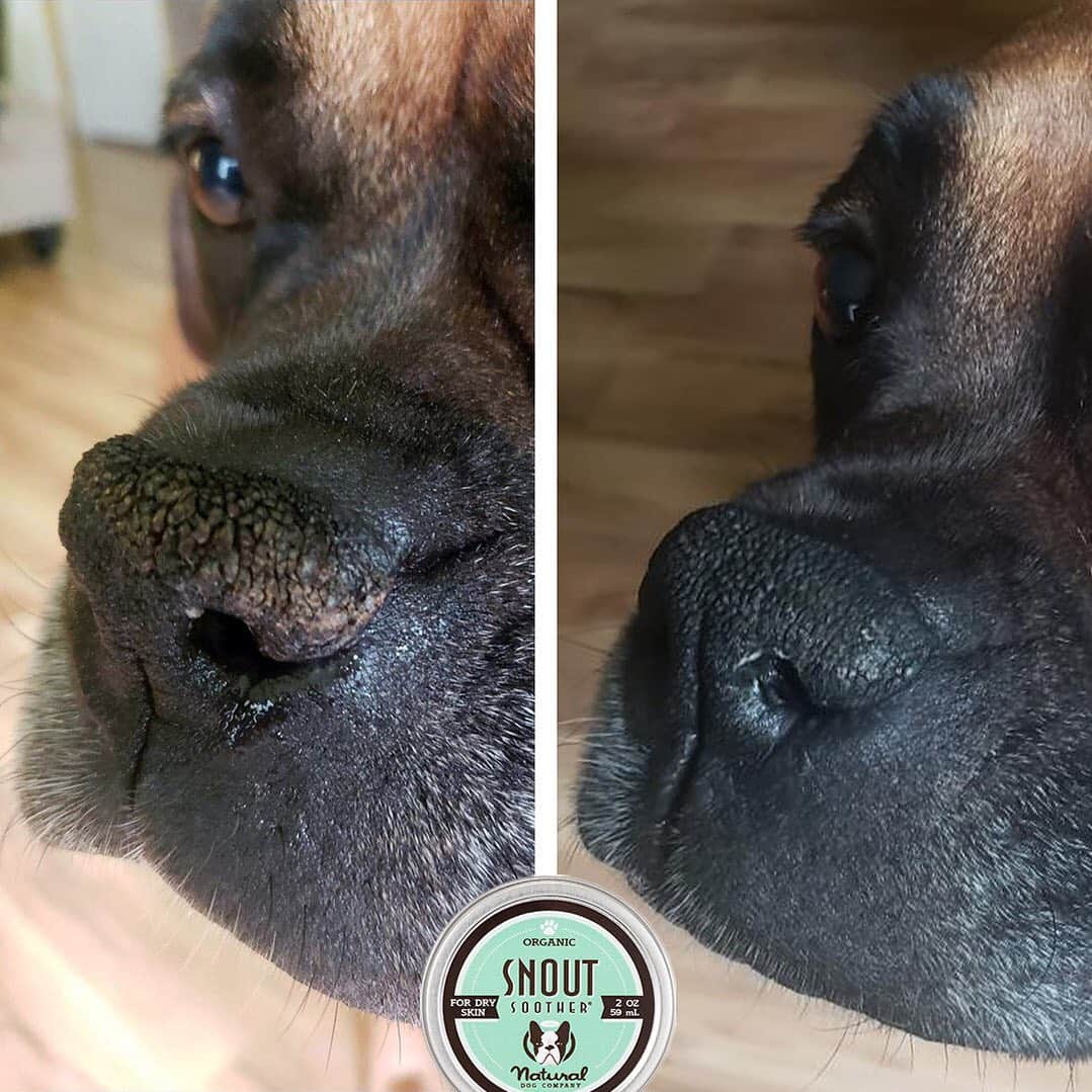 Pit Bull - Fansのインスタグラム：「Some noses have more trouble than others to stay healthy and moisturized. If your pup is suffering from a dry, cracked nose, then you need to use organic #SnoutSoother. It’s made from 100% natural ingredients that are safe to ingest and work much better & faster than coconut oil! . ⭐ SAVE 20% off @naturaldogcompany with code PITFANS at NaturalDog.com ▪️ worldwide shipping ▪️ ad 📷: @the.1.and.obi」