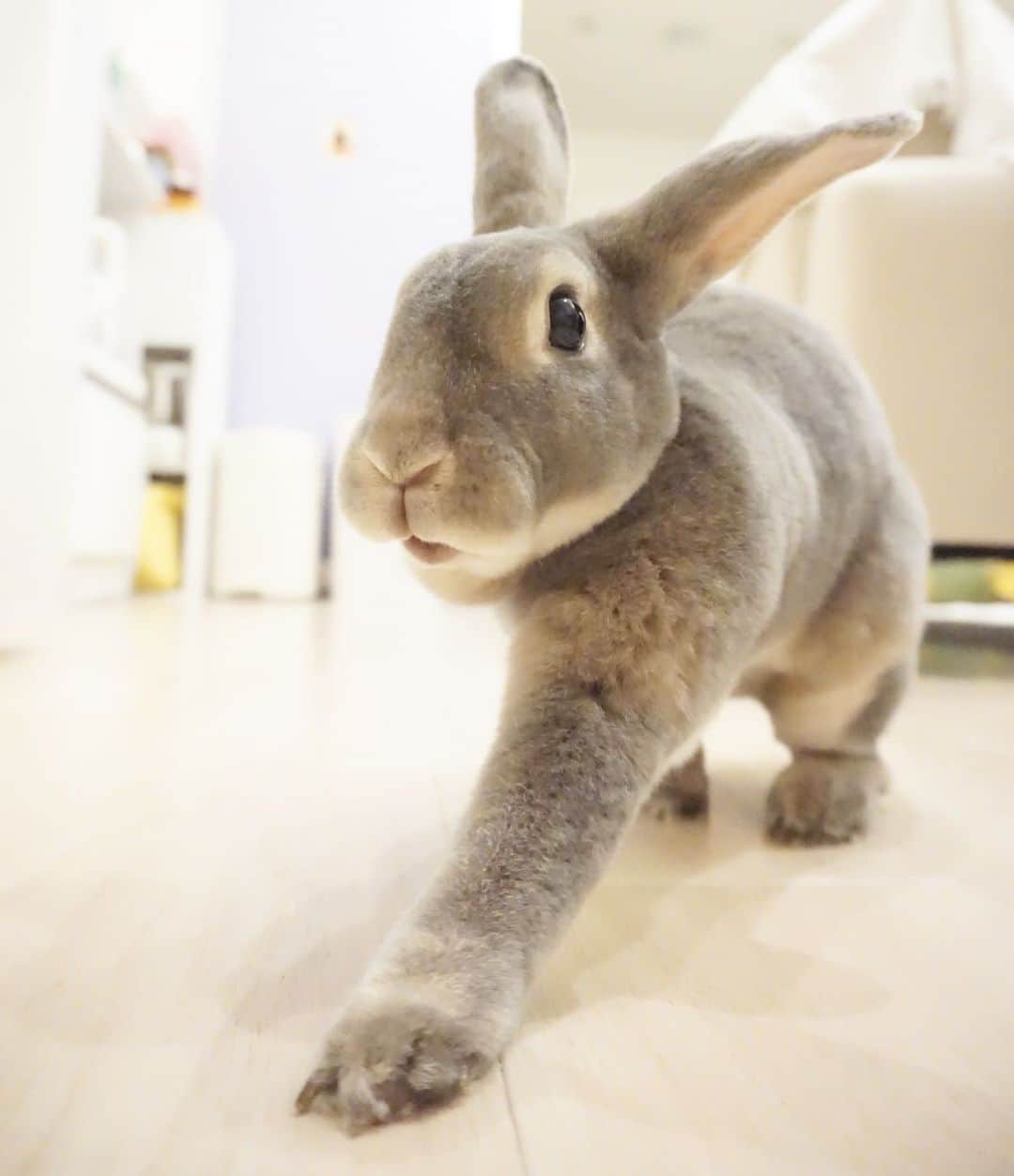 Kayoのインスタグラム：「落ちてる500円玉を とっさに隠す時の長い腕♡」