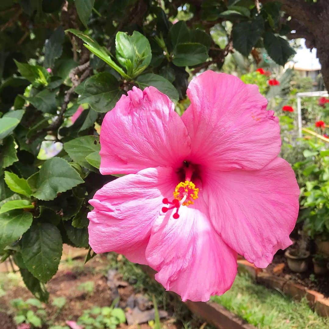 KAUKAU/カウカウハワイさんのインスタグラム写真 - (KAUKAU/カウカウハワイInstagram)「ダイアモンドヘッドの方にコミュニティの方がやっているガーデンがあるのですがそこをお散歩していたら、地元のおじいちゃんが「お花あげるよ〜🌺」と、とっても綺麗なオレンジのハイビスカスをくれました🧡 ハワイのこう言うところいいですよね〜☺️ ちなみに、ガーデンには他にもたくさんの綺麗なハイビスカスが咲いていました💐  #Hawaii #hawaiirestaurant #food #EatHawaii #ワイキキビーチ  #KAUKAU #KAUKAUHawaii #ハワイグルメ #ハワイ観光 #ハワイおすすめ #hibiscus #hawaiiflowers #ハイビスカス」2月21日 9時06分 - kaukau_hawaii