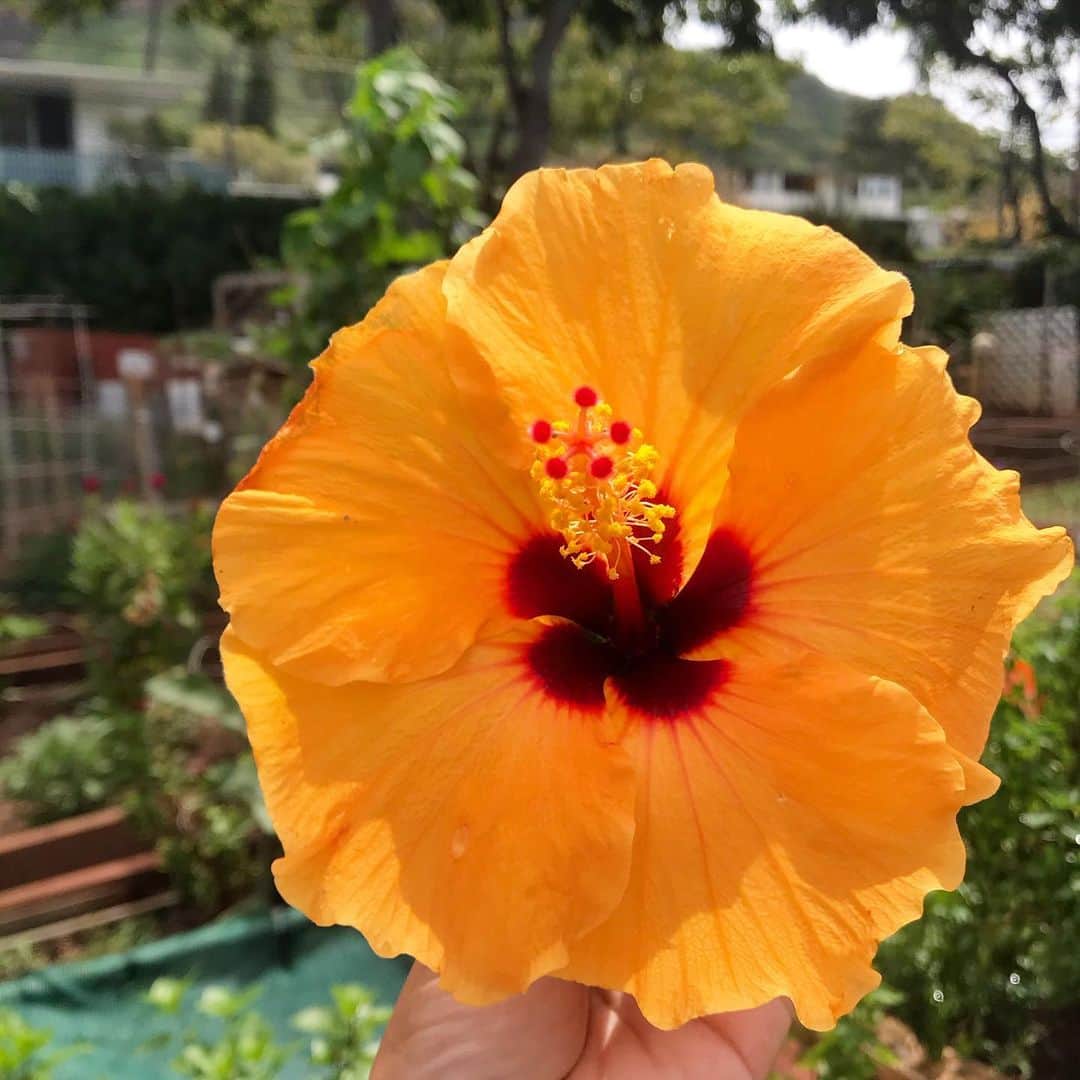 KAUKAU/カウカウハワイのインスタグラム