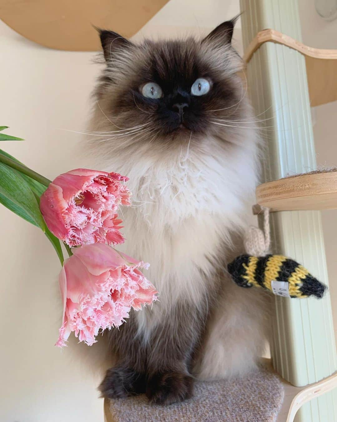 plumeさんのインスタグラム写真 - (plumeInstagram)「チューリップの花びらにうっとり🌷🐝  . . . . #プリュムのいる生活 #猫のいる暮らし  #ヒマラヤン  #赤ちゃんと猫  #もふもふ#ヒマラニャンズ  #猫  #ねこ  #ペコねこ部#可愛い#癒し#チューリップ#花のある暮らし #iloveyou#cutecat#meow#blueeyes#cateyes#👀　#cute#instalove#fluffycat#🐈 #고양이  #ilovecats  #himalayancat  #catsofinstagram  #catloversclub  #bestmeow#weeklyfluff」2月21日 9時19分 - plumestagram