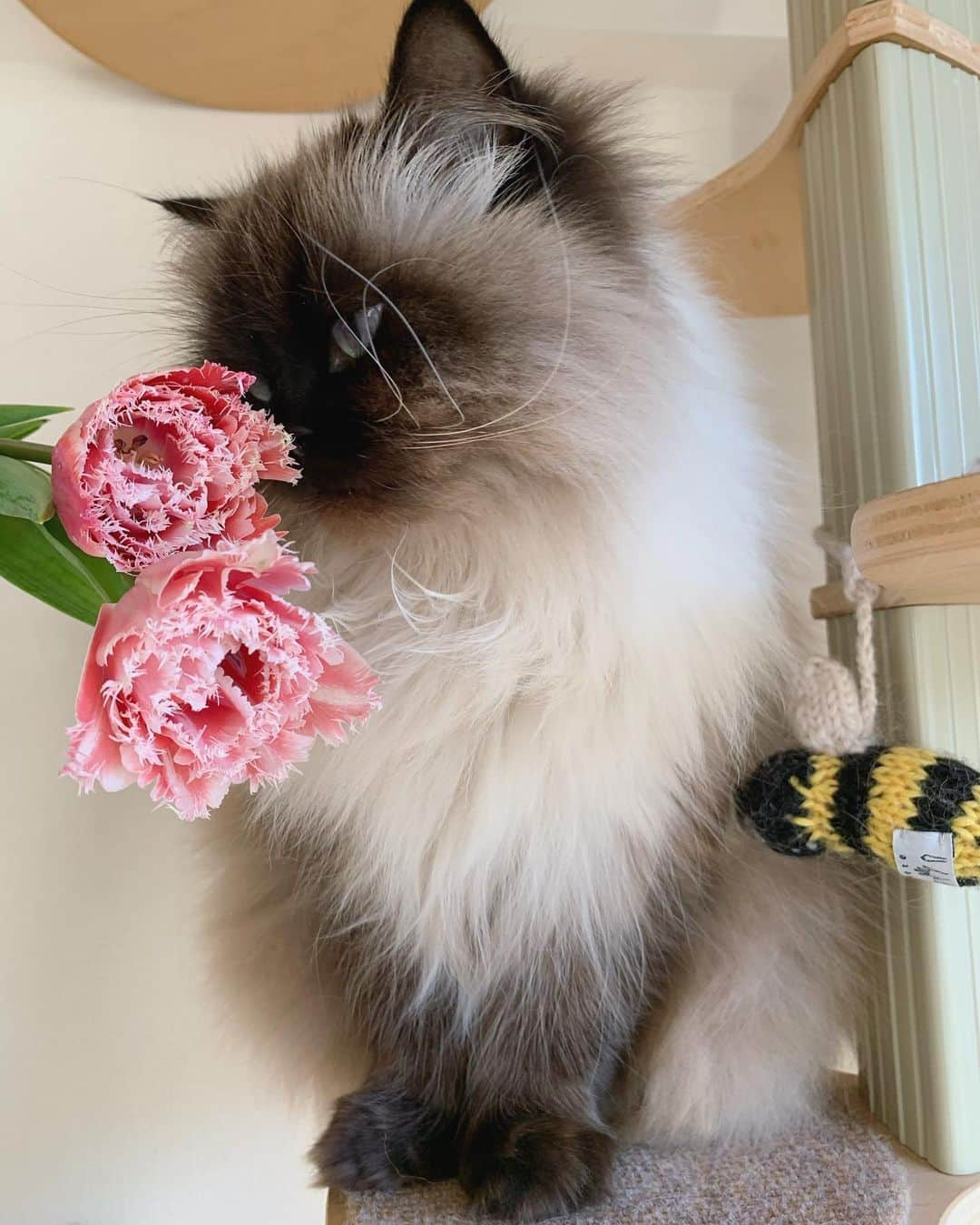 plumeさんのインスタグラム写真 - (plumeInstagram)「チューリップの花びらにうっとり🌷🐝  . . . . #プリュムのいる生活 #猫のいる暮らし  #ヒマラヤン  #赤ちゃんと猫  #もふもふ#ヒマラニャンズ  #猫  #ねこ  #ペコねこ部#可愛い#癒し#チューリップ#花のある暮らし #iloveyou#cutecat#meow#blueeyes#cateyes#👀　#cute#instalove#fluffycat#🐈 #고양이  #ilovecats  #himalayancat  #catsofinstagram  #catloversclub  #bestmeow#weeklyfluff」2月21日 9時19分 - plumestagram