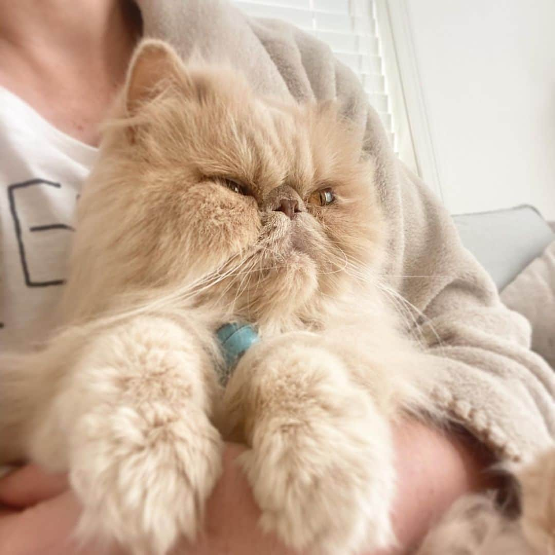 ミッシュさんのインスタグラム写真 - (ミッシュInstagram)「甘えん坊ミッシュ🐈  #ミッシュ #今朝は　 #甘えん坊猫 してます #すりすり攻撃  #最近忙しくて  #放ったらかしだった   #misch1207s  #鼻ぺちゃ#cat #ねこあつめ #にゃんすたぐらむ#猫と暮らす #エキゾチックロングヘア  #ねこ #ネコ #猫  #neko #猫部 #ねこ部 #にゃんだふるらいふ #catstagram #Exoticlonghair#catlover #catsofinstagram#cats_of_instagram」2月21日 9時25分 - misch1207s