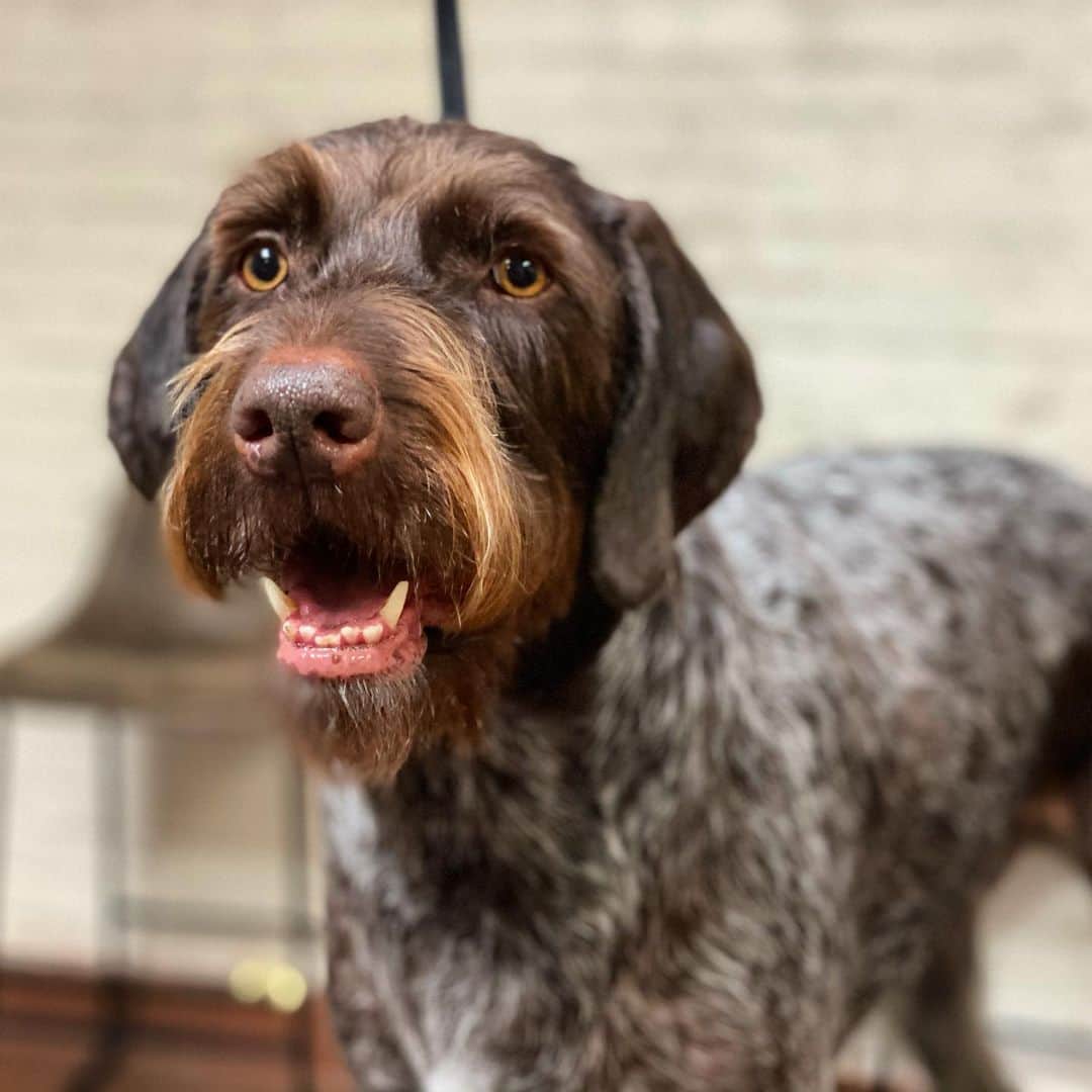 Dogs by Ginaのインスタグラム：「Lucie | German Shorthaired Pointer」