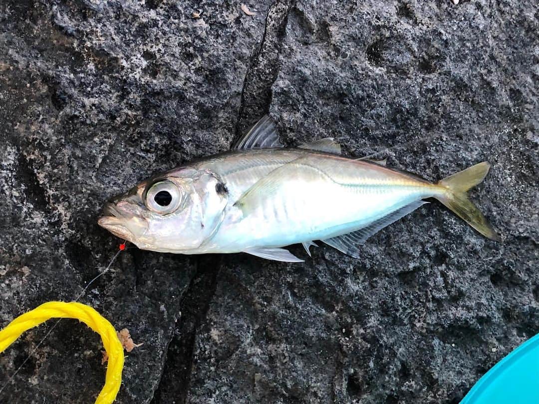 多胡安那のインスタグラム：「きのうは赤レンガで久しぶりの魚釣り。 釣果はアジ数匹でしたが、豪華客船「飛鳥II」を目の前にしての魚釣りは贅沢な時間でした。 #気象予報士 #夜景観光士 #赤レンガ倉庫 #飛鳥ⅱ  #釣りガール #アジを釣りました #釣り好きな人と繋がりたい」