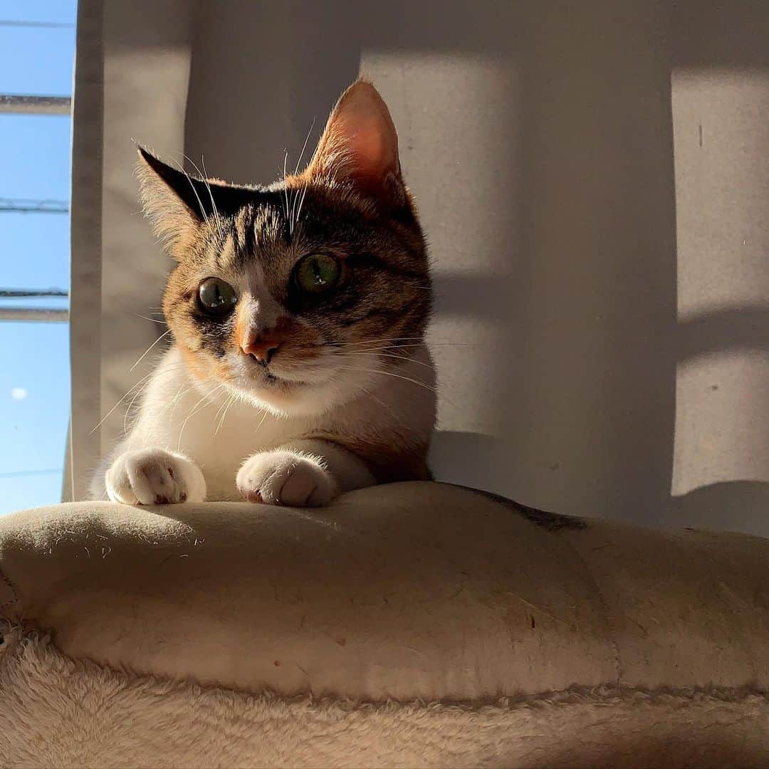 Kachimo Yoshimatsuのインスタグラム：「朝日を浴びるカスちゃん。 #うちの猫ら #猫 #ねこ #cat #ネコ #catstagram #ネコ部 http://kachimo.exblog.jp」