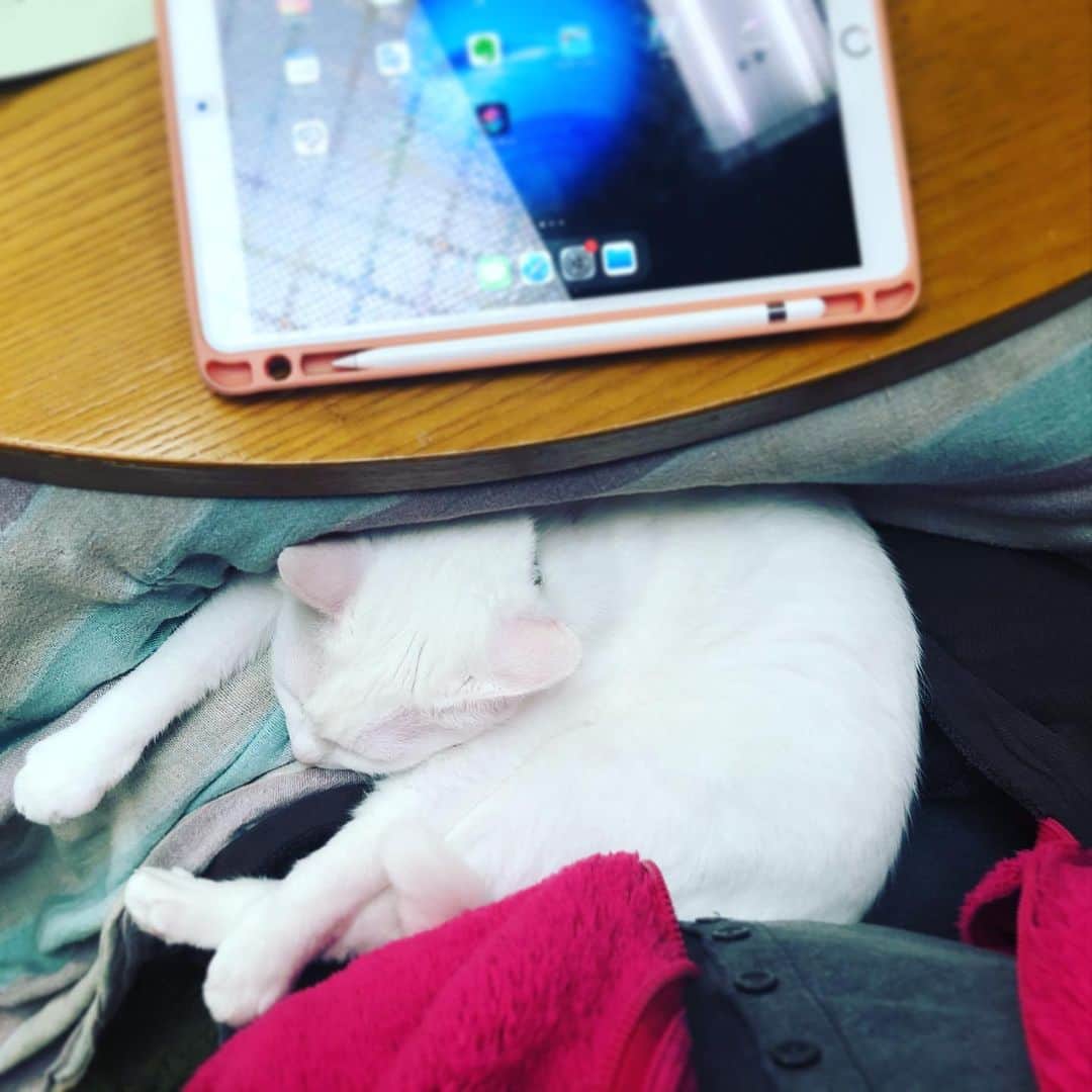 水谷さるころのインスタグラム：「リビングでiPadで絵を描いてても、基本は猫が溶けている。　#おファルにゃん」