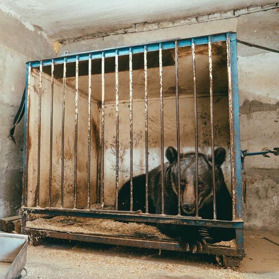 WildLifeさんのインスタグラム写真 - (WildLifeInstagram)「⚠️BEAUTIFUL ANIMAL RESCUE!⚠️ We are SO proud to support and donate to the great charity @four_paws_international as they rescue animals from captivity like this poor bear all over the world. This is Jambolina who was forced to do cruel tricks and perform nightly in the circus, but now thanks to being rescued she will never have to do anymore circus tricks EVER again! She was rescued by our motivated team in the Ukraine at the end of last year and travelled all the way to Switzerland and after a long drive, Jambolina finally reached her new home at @arosabaerenland an animal sanctuary where she can live in a cruelty-free environment! Repost from @karmagawa #endanimalcruelty #savethebears #animalsdeservebetter #karmagawa」2月21日 9時59分 - wildlifepage