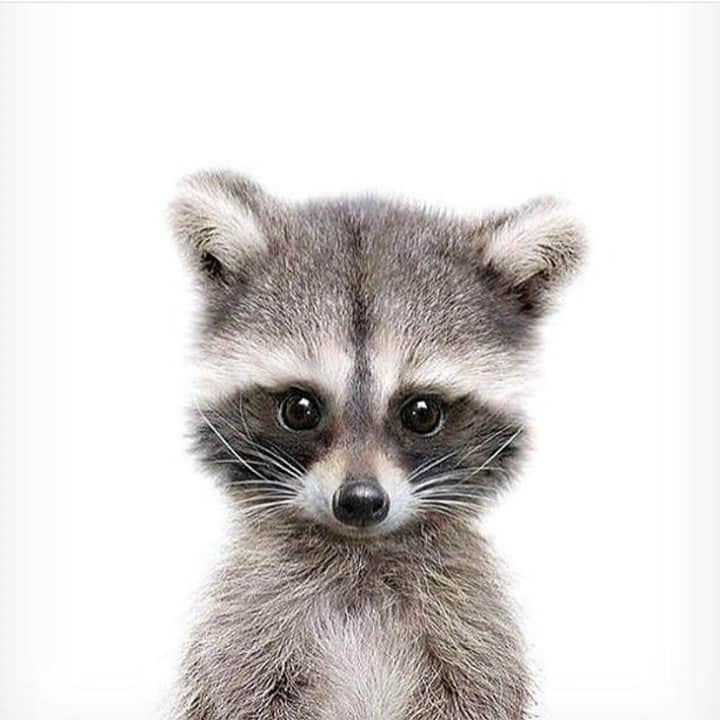 のインスタグラム：「Okay I need a baby raccoon in my life 😍」