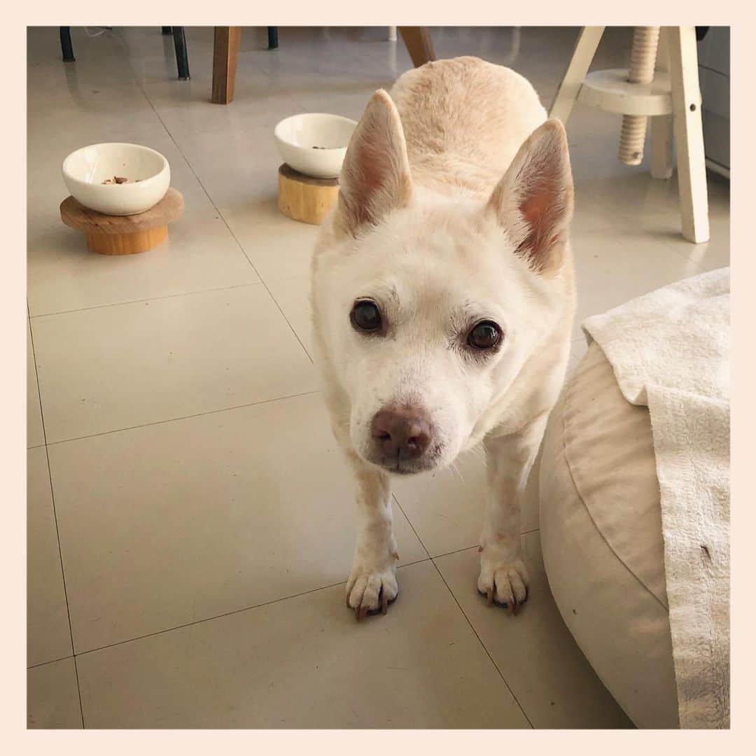 パンといっぴきのインスタグラム：「#元保護犬 #雑種犬 #crossbreed #mixdog #キップル14歳」
