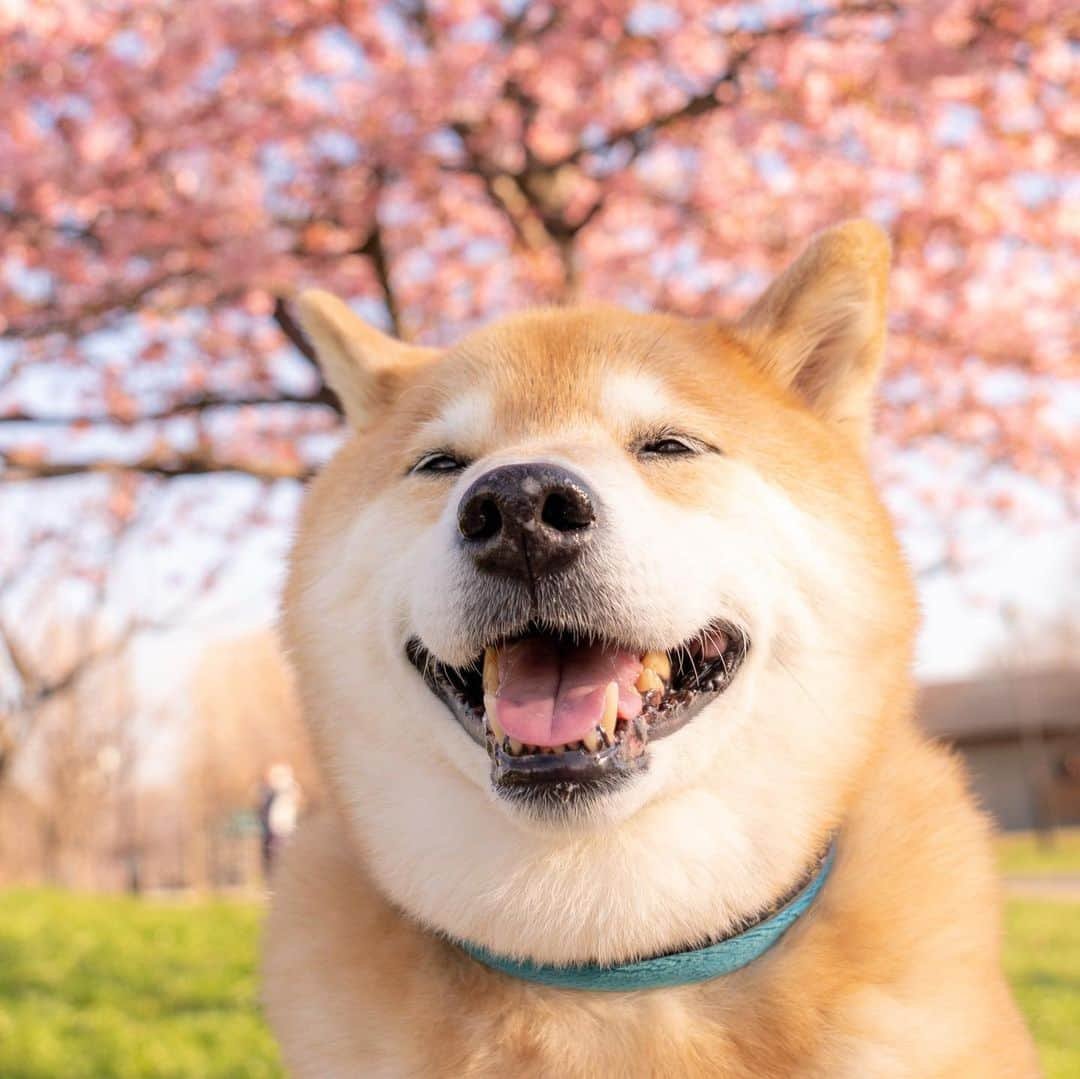 まる（まるたろう）さんのインスタグラム写真 - (まる（まるたろう）Instagram)「The cherry blossoms have bloomed.✨🌸🐶🌸✨河津桜が咲いてたよ〜 #綺麗だね〜 #いい匂い #柴桜だよ人生は  #河津桜」2月21日 10時08分 - marutaro