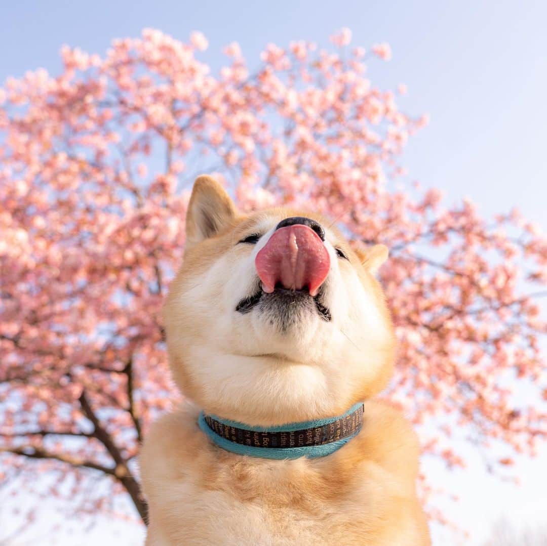 まる（まるたろう）さんのインスタグラム写真 - (まる（まるたろう）Instagram)「The cherry blossoms have bloomed.✨🌸🐶🌸✨河津桜が咲いてたよ〜 #綺麗だね〜 #いい匂い #柴桜だよ人生は  #河津桜」2月21日 10時08分 - marutaro