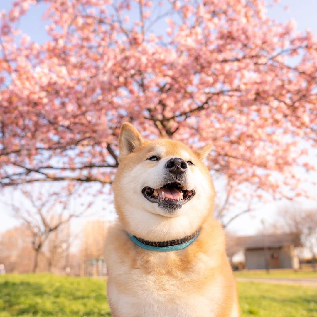 まる（まるたろう）さんのインスタグラム写真 - (まる（まるたろう）Instagram)「The cherry blossoms have bloomed.✨🌸🐶🌸✨河津桜が咲いてたよ〜 #綺麗だね〜 #いい匂い #柴桜だよ人生は  #河津桜」2月21日 10時08分 - marutaro