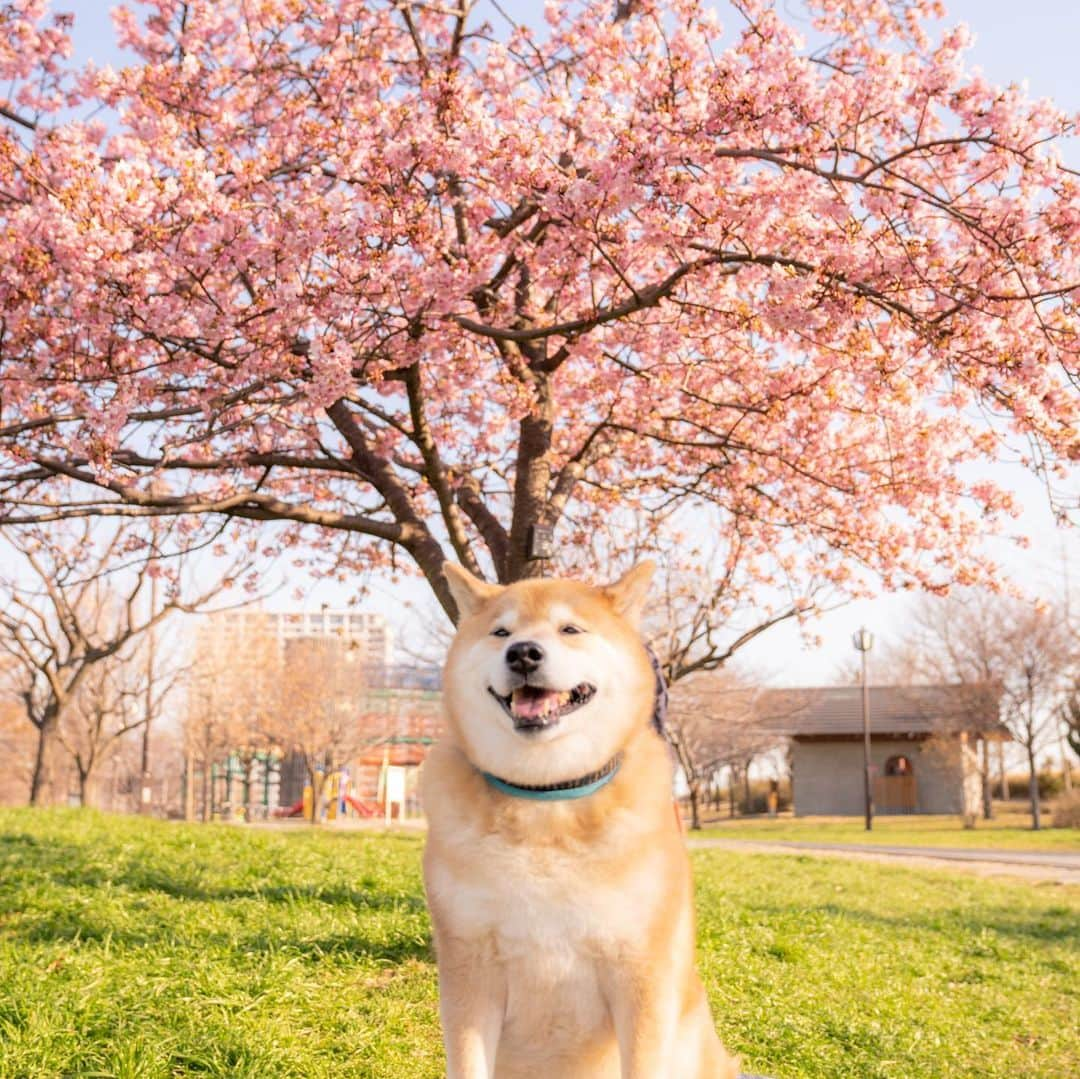 まる（まるたろう）さんのインスタグラム写真 - (まる（まるたろう）Instagram)「The cherry blossoms have bloomed.✨🌸🐶🌸✨河津桜が咲いてたよ〜 #綺麗だね〜 #いい匂い #柴桜だよ人生は  #河津桜」2月21日 10時08分 - marutaro