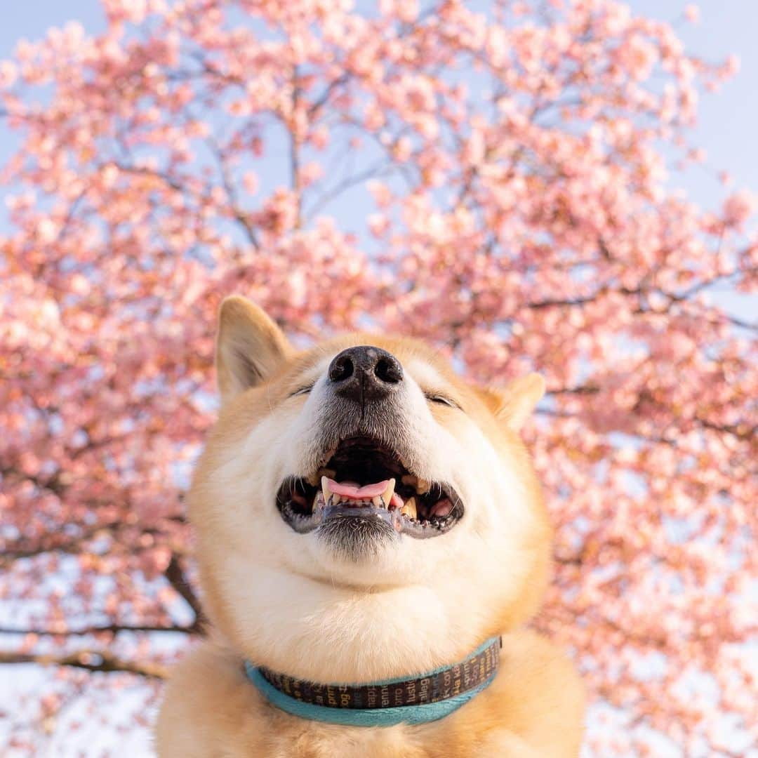 まる（まるたろう）さんのインスタグラム写真 - (まる（まるたろう）Instagram)「The cherry blossoms have bloomed.✨🌸🐶🌸✨河津桜が咲いてたよ〜 #綺麗だね〜 #いい匂い #柴桜だよ人生は  #河津桜」2月21日 10時08分 - marutaro