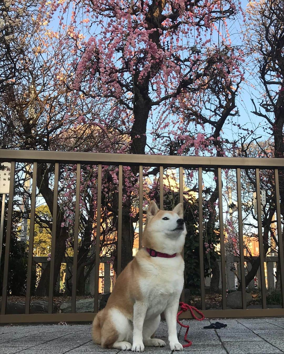 柴犬のモモさんのインスタグラム写真 - (柴犬のモモInstagram)「おはようございます。梅の花もスカイツリーも綺麗でした #いぬ #イヌ #犬 #柴犬 #赤柴 #日本犬 #犬バカ部 #ふわもこ部 #いぬら部 #癒しわんこ #柴犬マニア #犬のいる暮らし #口角キュキュッと部 #shiba #shibainu #shibadog #dogstagram #dogsofinstagram #shibastagram #shibasofinstagram #shibamania #inu #instadog #toyota_dog」2月21日 10時17分 - shi_ba_i_nu_momo