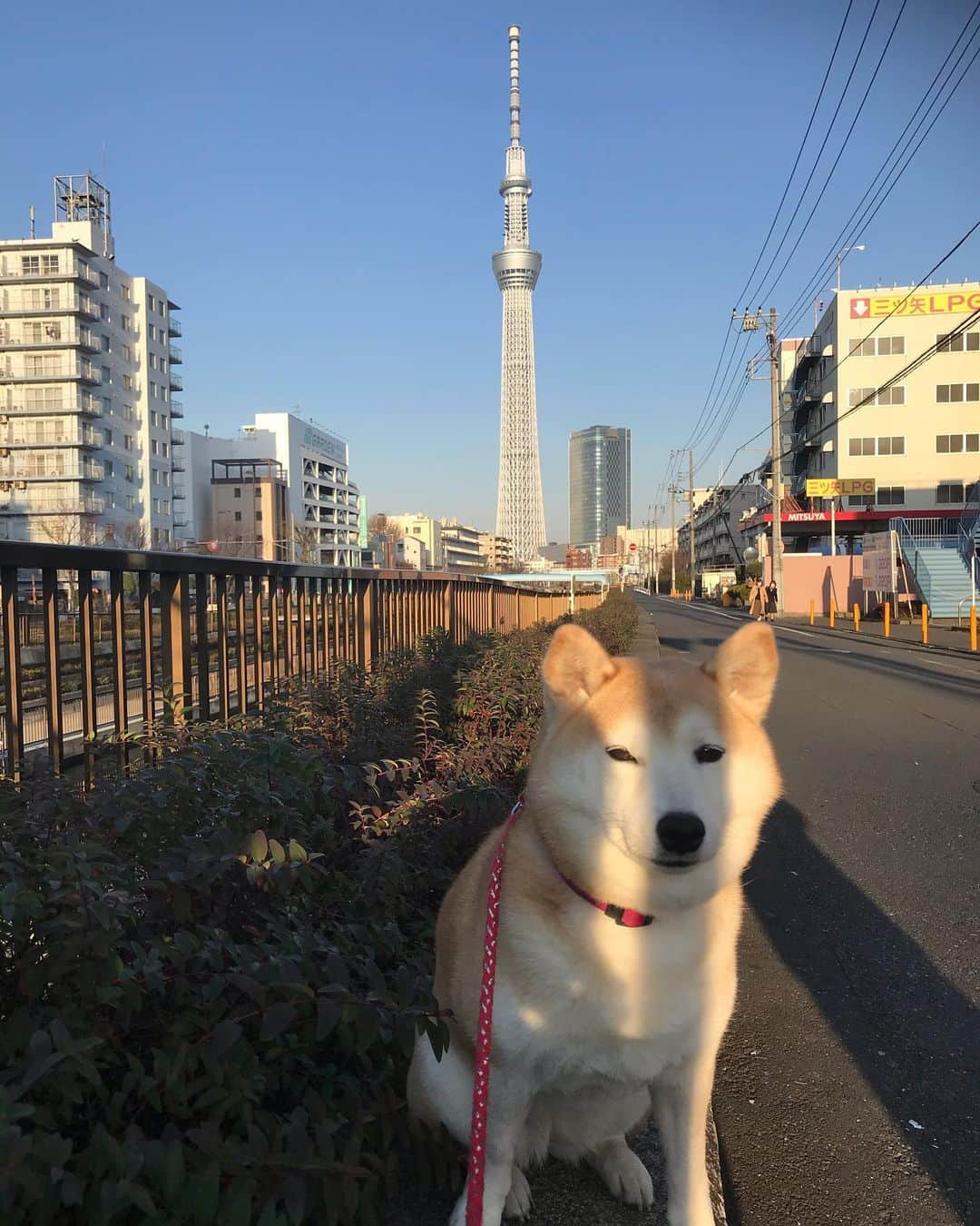 柴犬のモモさんのインスタグラム写真 - (柴犬のモモInstagram)「おはようございます。梅の花もスカイツリーも綺麗でした #いぬ #イヌ #犬 #柴犬 #赤柴 #日本犬 #犬バカ部 #ふわもこ部 #いぬら部 #癒しわんこ #柴犬マニア #犬のいる暮らし #口角キュキュッと部 #shiba #shibainu #shibadog #dogstagram #dogsofinstagram #shibastagram #shibasofinstagram #shibamania #inu #instadog #toyota_dog」2月21日 10時17分 - shi_ba_i_nu_momo