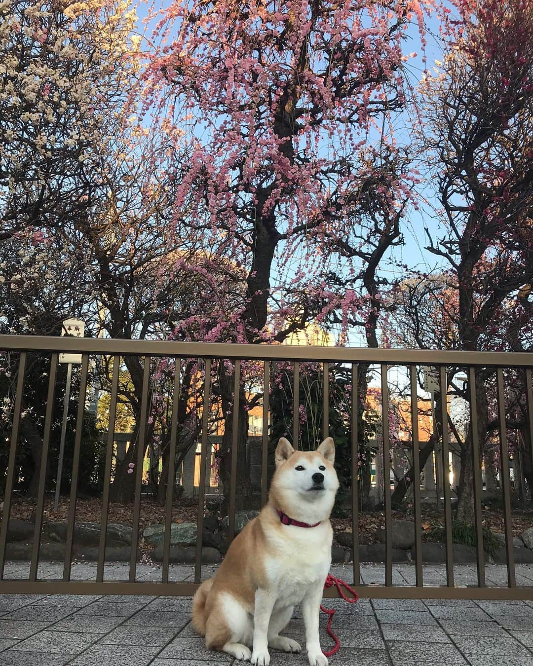 柴犬のモモのインスタグラム：「おはようございます。梅の花もスカイツリーも綺麗でした #いぬ #イヌ #犬 #柴犬 #赤柴 #日本犬 #犬バカ部 #ふわもこ部 #いぬら部 #癒しわんこ #柴犬マニア #犬のいる暮らし #口角キュキュッと部 #shiba #shibainu #shibadog #dogstagram #dogsofinstagram #shibastagram #shibasofinstagram #shibamania #inu #instadog #toyota_dog」