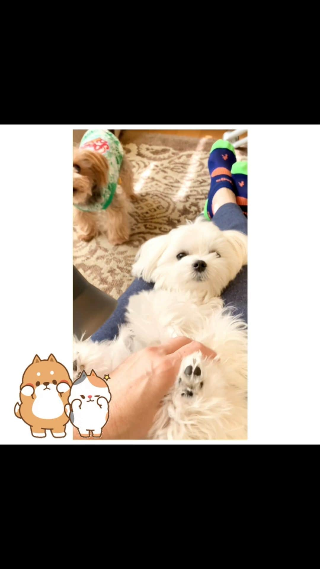 Kodie Bearのインスタグラム