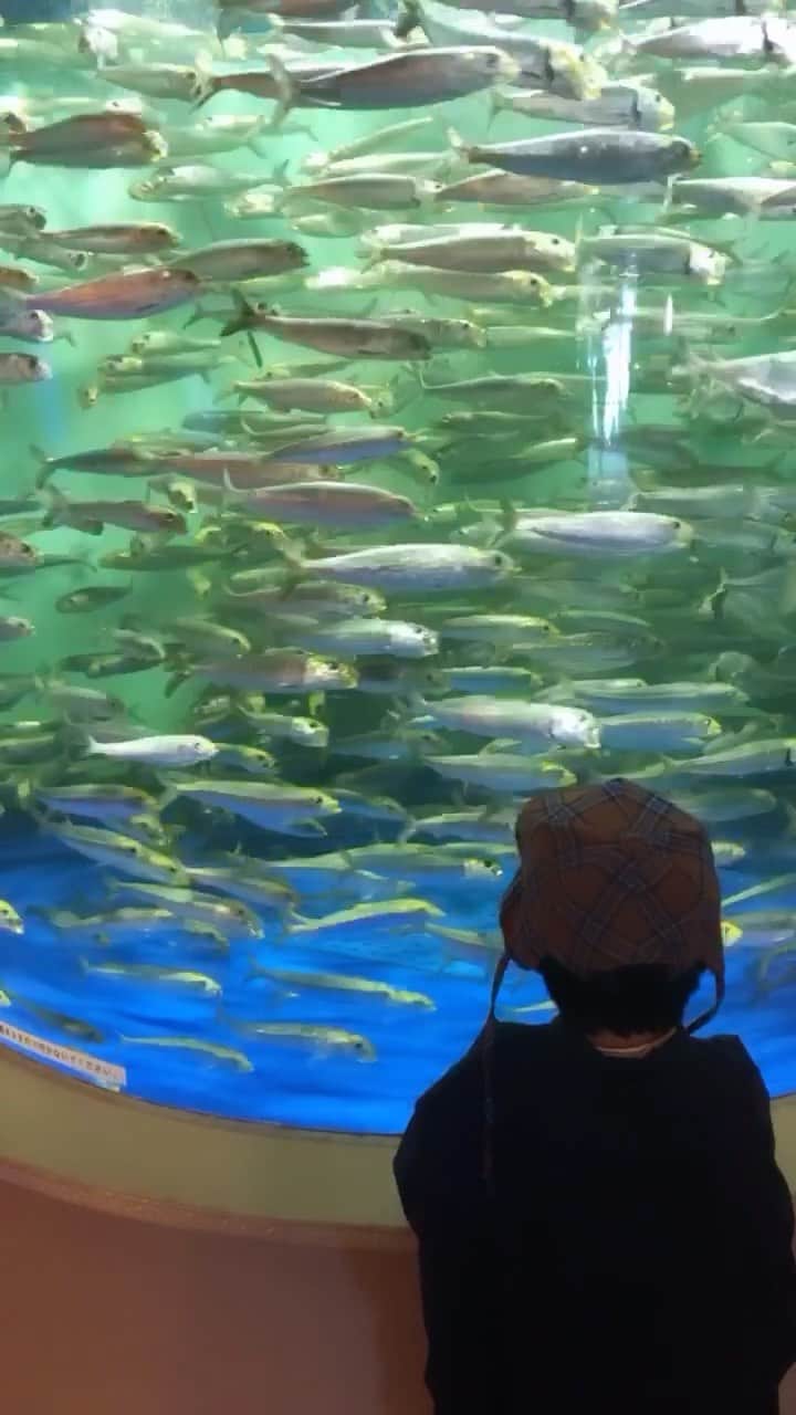 藤田裕樹のインスタグラム：「夢想魚 🐟🐟🐟 　　　👦🏻  #バンビーノ藤田　 #リール #しながわ水族館  #回遊魚　 #一生見てられる　 #夢想花　 #円広志　 #世界平和」