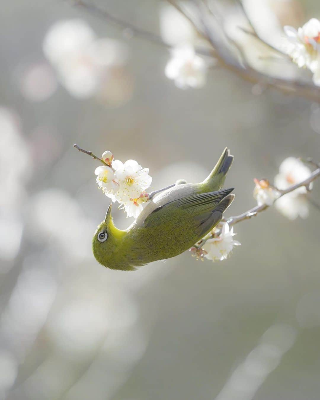 masayaさんのインスタグラム写真 - (masayaInstagram)「Japanese White Eye Lens:SONY SEL100400GM my favorite Lens!  今年1番のお気に入りメジロ写真 今日は20℃越え？明日明後日も 暖かさが続くみたい。 桜の開花スイッチが入っちゃいそう、、 #メジロ　#梅」2月21日 10時47分 - moonlightice