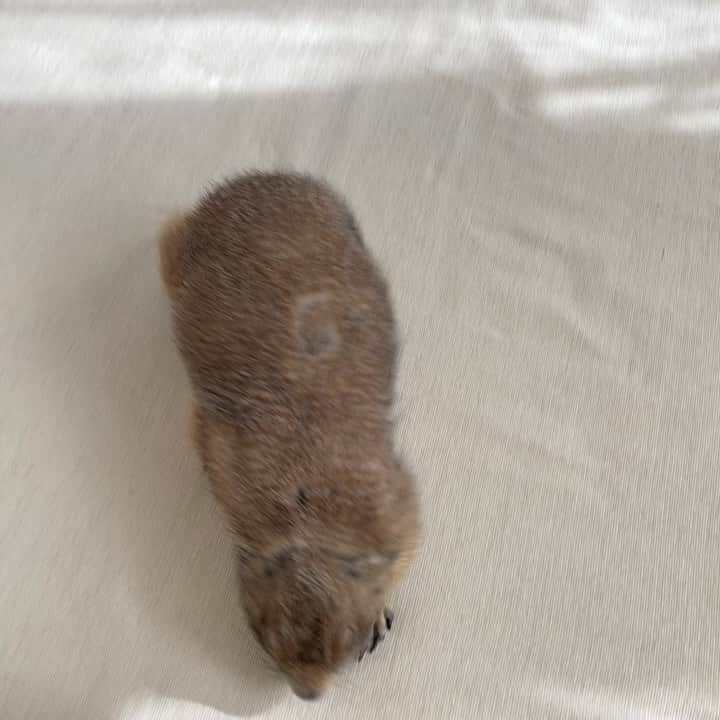 cocoのインスタグラム：「撫でて～ってきたけど 一瞬で満足された（´-`） #Sobaちゃん」