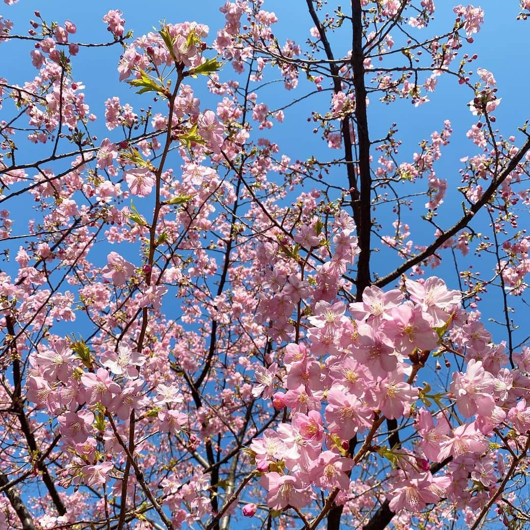 兼田恵さんのインスタグラム写真 - (兼田恵Instagram)「わー！春だー🌸」2月21日 10時46分 - earl_megu