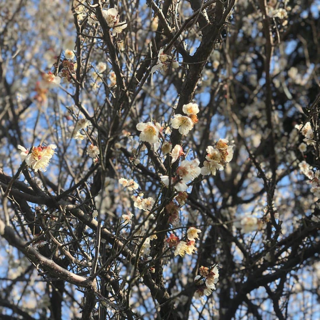 小石田純一さんのインスタグラム写真 - (小石田純一Instagram)「梅の花咲いてる。もうすぐ春ですね。  #梅 #花 #梅の花 #フラワー #春」2月21日 10時51分 - koishida.trendy