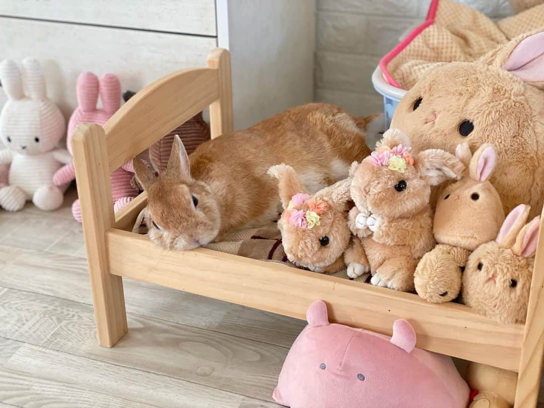 ラン?さんのインスタグラム写真 - (ラン?Instagram)「めずらしくベッドで寝てる♡ (∩ ᵕᴗᵕ ∩)･* ☆  #うさぎ #ネザーランドドワーフ #rabbit #bunny #bunnystagram  #rabbitstagram  #cute  #かわいい #ふわもこ部  #もふもふ  #zip写真部  #アニマル写真部 #instagramjapan #netherlanddwarf #うさぎと暮らす  #うさぎのいる暮らし #癒し #kawaii #ランちゃん  2021.02.21」2月21日 10時52分 - mofumofuusako