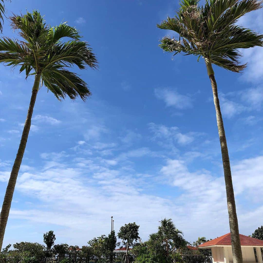 のインスタグラム：「. 今日は、 お見せしたいモノがあります👀‼️ 写真2枚目 ヤシの木の断面🌴 5層になってるようです。  今ならプールサイドで見れますよ✨ .  The second photo shows a cross section of a palm tree🌴  #サザンビーチホテル #プール #夏 #南国」