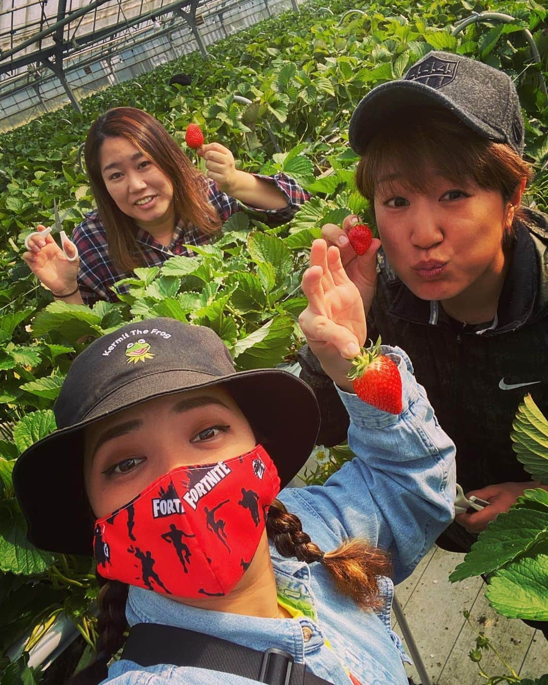 藤本麻子のインスタグラム：「初のいちご狩り🍓 #作陽高校卒 #同級生 #頭のええクラス　左奥 #スポーツクラス　手前2人 . 頭のええクラスのLINEの内容は 漢字が多すぎて読めんけん、あーこに送るときは ふりがな付けてんな、よろしく。 . . #津山 #沖縄 #いちご狩り おいしすぎて飲んだ🍓」