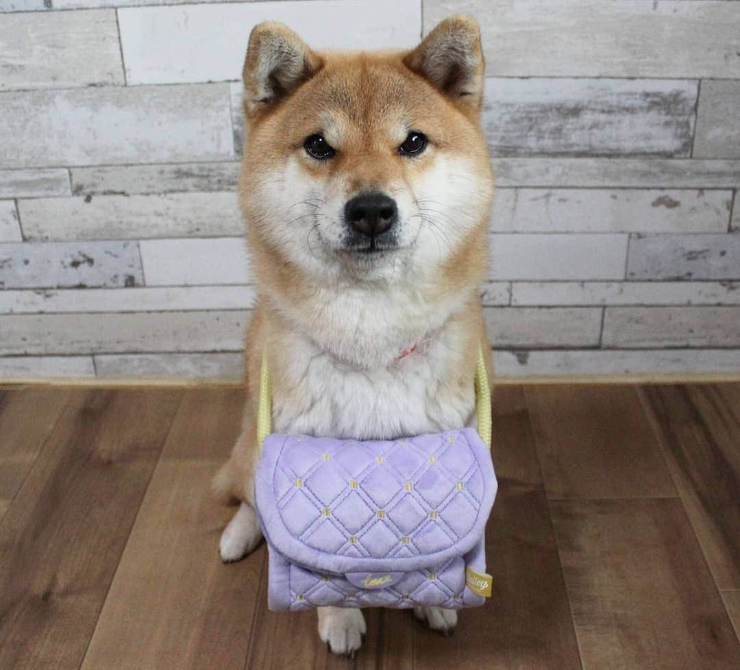 柴犬たま Shibainu Tamaさんのインスタグラム写真 - (柴犬たま Shibainu TamaInstagram)「Doggy Boxが届きました🎵 2月のテーマは﻿「LOVELY VALENTINE🍫💝」﻿﻿ ﻿﻿  ﻿3種類のおやつに歯磨きサプリもさることながら、やはり注目はパステルパープルが可愛いショルダーバッグではないでしょうか⁉️👜✨  我が家のおしゃれ番長のたまさんにもピッタリ😁👍 マダム感が増したんじゃな〜い💋(笑) ﻿ Caption trans🇬🇧﻿﻿ It is a very nice present🎵 ﻿﻿ #柴犬たま #たママ #たまーば #PR #doggybox #ドギーボックス #ドギボ #ふわもこ #おしゃれ番長 #たマダム #たまコレ #乙女心は忘れない #若作り #柴犬 #shiba #shibainu #shibastagram #犬 #dog」2月21日 11時13分 - tama7653