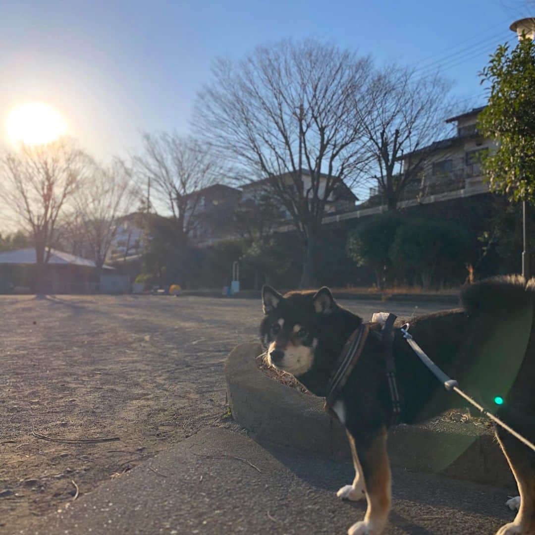 小川博永さんのインスタグラム写真 - (小川博永Instagram)「今日も暖かいぞ。  #今朝まる #ししまる #dog #dogs #柴犬 #黒柴」2月21日 11時21分 - ogawahironaga