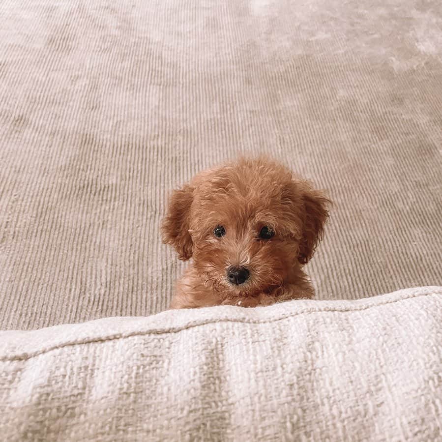 ジュリア バレットのインスタグラム：「Good morning 🤎」