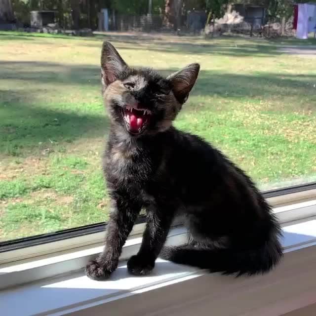 Cats of Instagramのインスタグラム：「From @kitty_fostering_oz: “I want to talk to the manager, the service around here is terrible” #catsofinstagram」