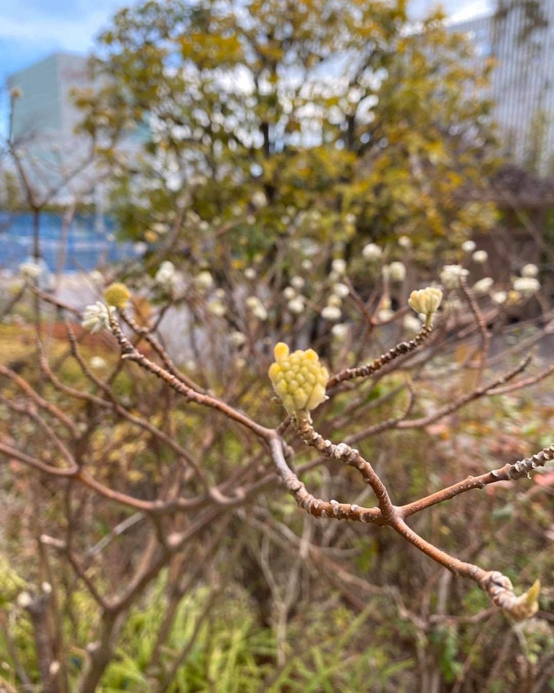 ISETAN PARK netさんのインスタグラム写真 - (ISETAN PARK netInstagram)「屋上アイ・ガーデンに春の兆し🌸  東海桜のつぼみが赤くなりました♪ 今日の投稿は、本館屋上アイ・ガーデンからお届けします！  伊勢丹新宿店の春はここにも。 ジンチョウゲやミツマタ、マンサク、フクジュソウ、ネコヤナギなど、雑木林の風情に咲く素朴な花々にほっこり💮 寒さに強いクリスマスローズの寄せ植えはガーデニングの参考になりそう。張り直し中のウッドデッキ、夏になったら素足で歩いてみたいですね。  桜が咲いた折には、またレポートしたいと思います。お楽しみに！  #屋上 #屋上庭園 #伊勢丹屋上 #アイガーデン #春の兆し #桜のつぼみ #素朴な花々 #都会の癒しスポット #癒しの空間 #都会の春 #イセタン #伊勢丹の屋上 #新宿 #伊勢丹 #新宿伊勢丹 #伊勢丹新宿 #伊勢丹新宿店 #isetanshinjuku #TOKYO #SHINJUKU #ISETAN」2月21日 17時00分 - isetan_shinjuku