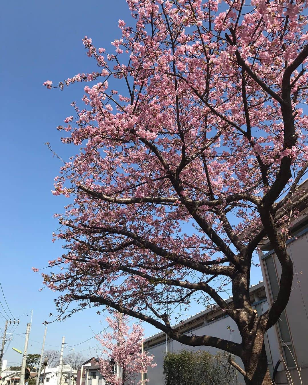 みずえのインスタグラム：「私が上を見上げるのは 涙が溢れるから 空が青いから 桜が綺麗だから ではなく 鼻水が流れそうだからです #花粉症」