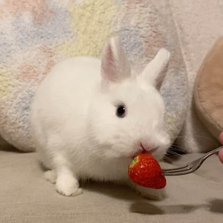 うー & なー ❤️ウチムラのインスタグラム：「* きのう初めて食べてみたイチゴに、 わかりやすく 、"ウマッ！！！" ってなったイール🍓笑  でも今日、ふるさと納税で届いた 大きなあまおうは怖かったイールくん😅」