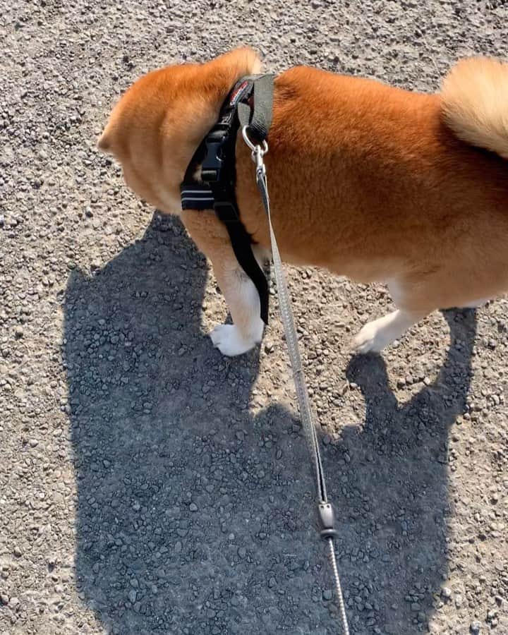 shibainu berryのインスタグラム