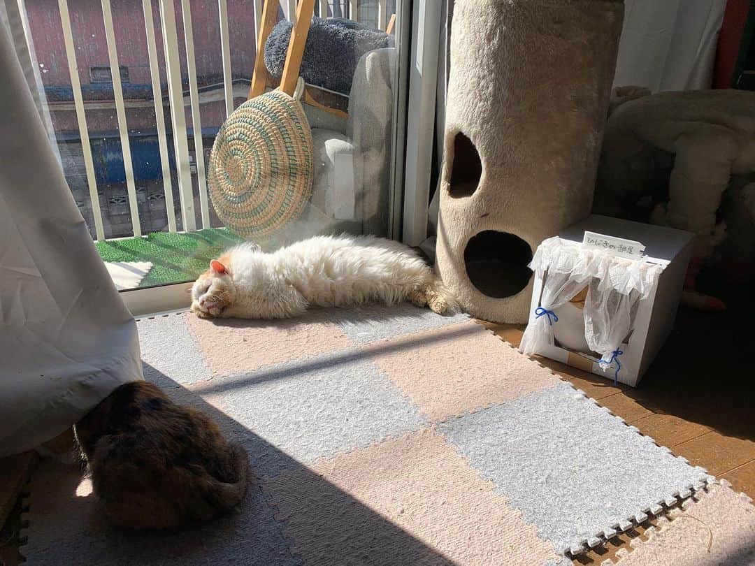 Kachimo Yoshimatsuのインスタグラム：「ひだまりの3匹。 ３匹ですよ。  いたいた。  #うちの猫ら #猫 #okaki #oinari #castella #ねこ #cat #ネコ #catstagram #ネコ部 http://kachimo.exblog.jp」