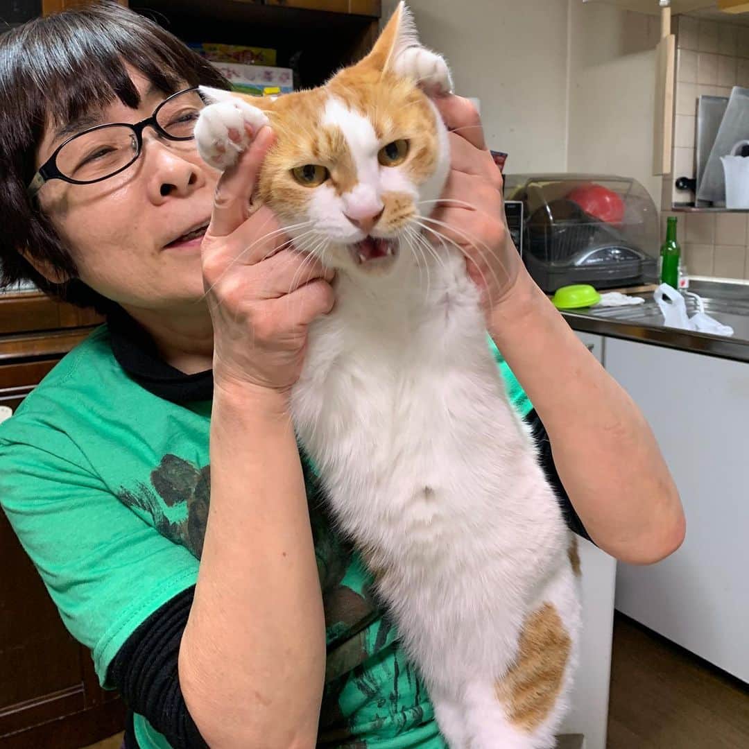 Kachimo Yoshimatsuのインスタグラム：「やめれ〜！ やめれ〜！  抱っこ嫌いのおいなりちゃん。  #うちの猫ら #猫 #oinari #ねこ #cat #ネコ #catstagram #ネコ部 http://kachimo.exblog.jp」