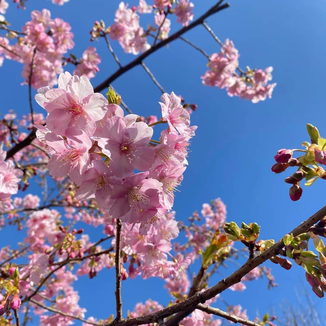 下村彩里さんのインスタグラム写真 - (下村彩里Instagram)「窓を開けると、柔らか〜い春の風が🍃🌸日中はコートいらず、です。  #風光る という春の季語がぴったりな陽気に感じます☺️  #衣装　 タートルニット:#anatelier  パンツ:#brahmin  いつも素敵な衣装ありがとうございます😌  #花粉対策 もしっかり #窓を開けても #カーテン は #しめておくと #良いそうです😷 . . #下村彩里  #報道ステーション#気象情報#テレビ朝日アナウンサー#テレビ朝日#アナウンサー#アナウンサー衣装#anchor#costume#japanesefashion#feburary」2月21日 12時30分 - sairi.shimomura_ex