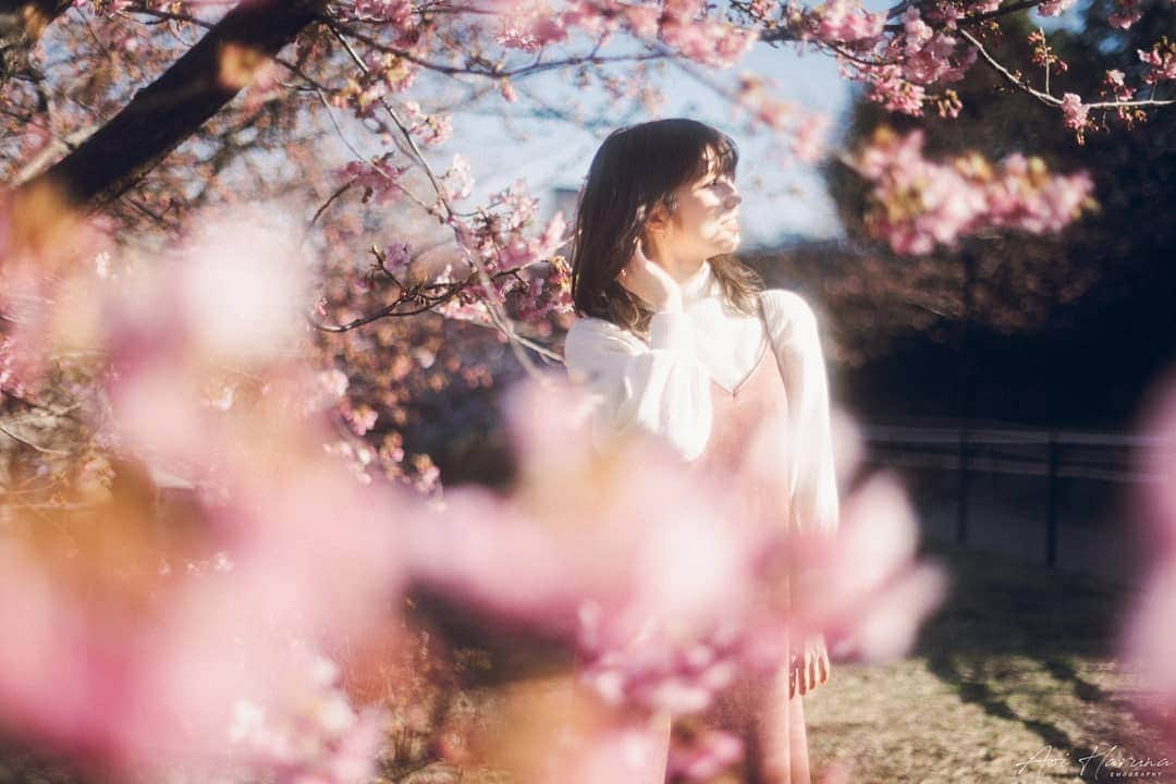 遥南碧のインスタグラム：「今年も春がやってきました🌸  💃 @miwa_my10 📷 @harunaoi_photo 💄 @masayanhair  ちなみにこの日Canon R6の初陣で Nikon Z6も混ざってるんですけど どれがどっちか分かりますか？🧐 * * * #何気ない日常の物語 をモチーフに 東京拠点で #被写体募集 しているので #邦画の彼女感 に 興味がある方はお気軽に ご連絡ください。  モデルのファッション撮影や アイドルのグラビアなど 一緒に作品撮り出来る ヘアメイク 、スタイリスト も募集中✨  案件やコラボのお誘いは お気軽にコメント、DMください！ * * * #河津桜 #桜ポートレート #その瞬間に物語を #何気ない瞬間を残したい #サロンモデル #フィルム好きな人と繋がりたい #フィルム寫眞 #幸せな瞬間をもっと世界に #좋아요반사 #関西写真部SHARE #人像攝影 #儚くて何処か愛おしい様な #デジタルでフィルムを再現したい #season_girls_collection #indy_photolife #japanesegirl #패션스타그램 #into_the_screen #film365life #analogportrait #as_archive  #photogram_archive  #jp_portrait部 #film_jp #photocinematica #vogue_memories #good_portraits_world」