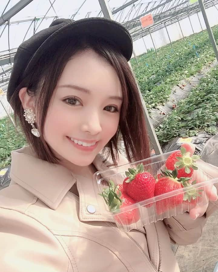 ゆうかのインスタグラム：「🍓いちご狩り🍓 楽しかった☺️❤︎❤︎❤︎❤︎❤︎ . グループごとに離れてる机に案内してもらって、そこでなら食べてOK❤️ . 食べる時以外はマスクと手袋着用でした☺️💕 . 甘くて大きい苺たくさんで、 30分間だけだけど、お腹いっぱいになった😆💕笑 . 娘の要望で、最後 #かんなひめ  の苺パックも買って帰りました😂❤️ . めちゃおいしかった🥺🍓 . #苺 #いちご #いちご狩り  #苺狩り #家族時間 #やよいひめ #もういっこ #女峰 #桜香 #チーバベリー #千葉 #苺好き #いちご好き #いちご好きな人と繋がりたい #ママライフ #アラサーママ #アラサー #子育てママ #子育て中 #家族でお出かけ」