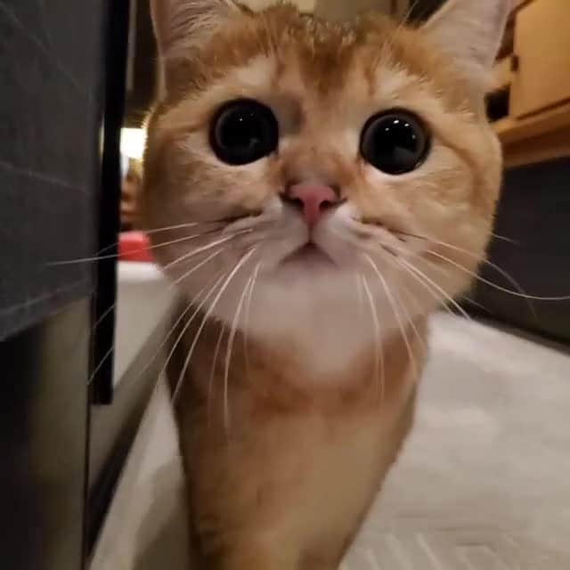 Aww Clubのインスタグラム