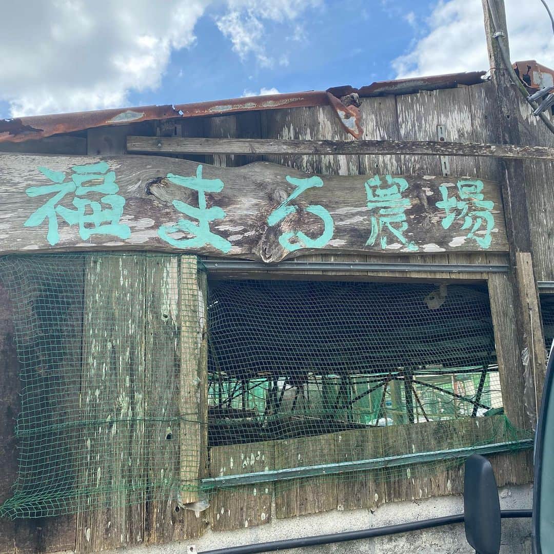 GOSAMARUのインスタグラム：「3週間ぶりの休みということで今日は餃子酒場で扱ってるキビまる豚の農場見学に行ってきました。 より詳しくならないとなって！ そして、次のファン感はkzyさんと当たりますね。 ジョーと組んでGOSAMARU軍団をアピールしてやりまよ！！ #rd_pw #琉ドラ #福まる農場 #きびまる豚」