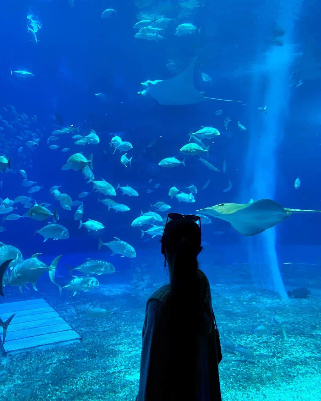 宮崎沙矢加のインスタグラム：「It's like l'm in a Ocean.I wish I can swim like them🐬✨久しぶりの水族館楽しかった💕 . . . #aquarium #okinawa #ocean #dolphin #jellyfish #yoga #yogainstructor #aloyoga #alo #ootd #yolo #love #okinawalife #follow #spiritual #world #drive #名護　#沖縄　#ちゅらうみ水族館」